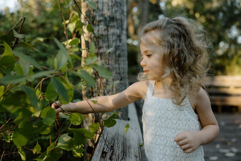 little girl plays with foliage during family portraits