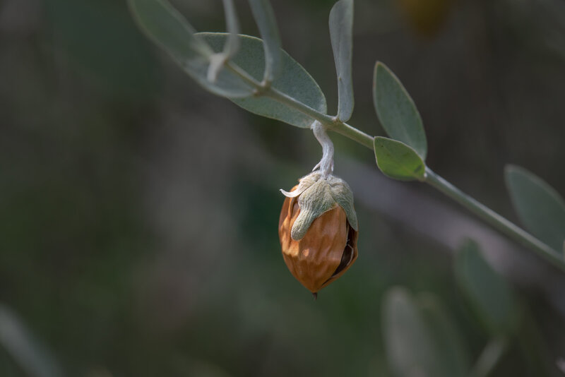 Jojoba Bean