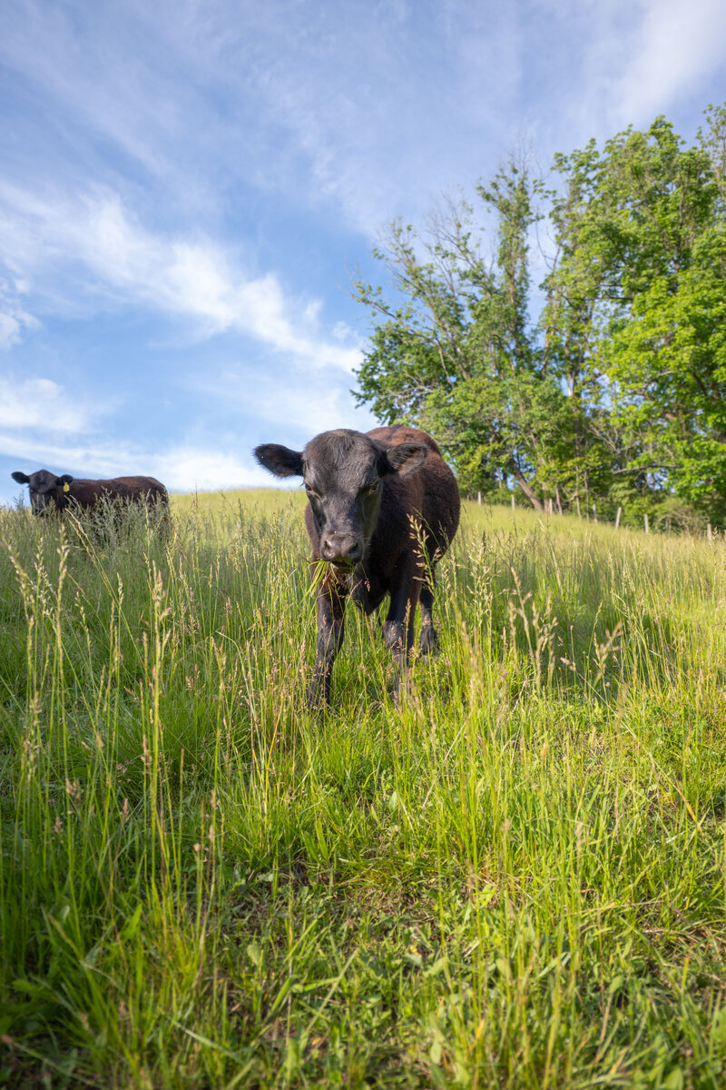 Cows-20