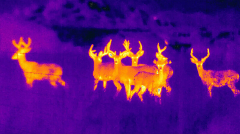 gallery-thermal-deer