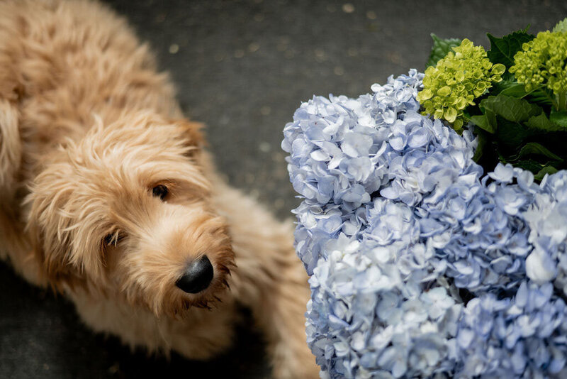 Pittsburgh-Wedding-Florist-Yoho-Heavenly-Blooms205