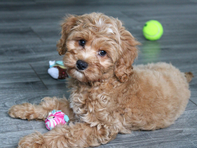 Tricolor Cavapoo Puppy