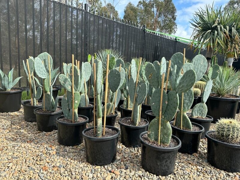 Opuntia Burbank  | Mickey Mouse  Cactus | Spineless