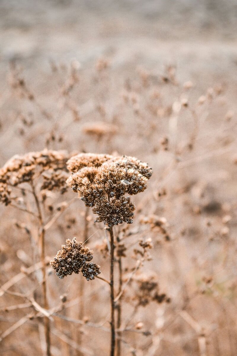 Dried flowers