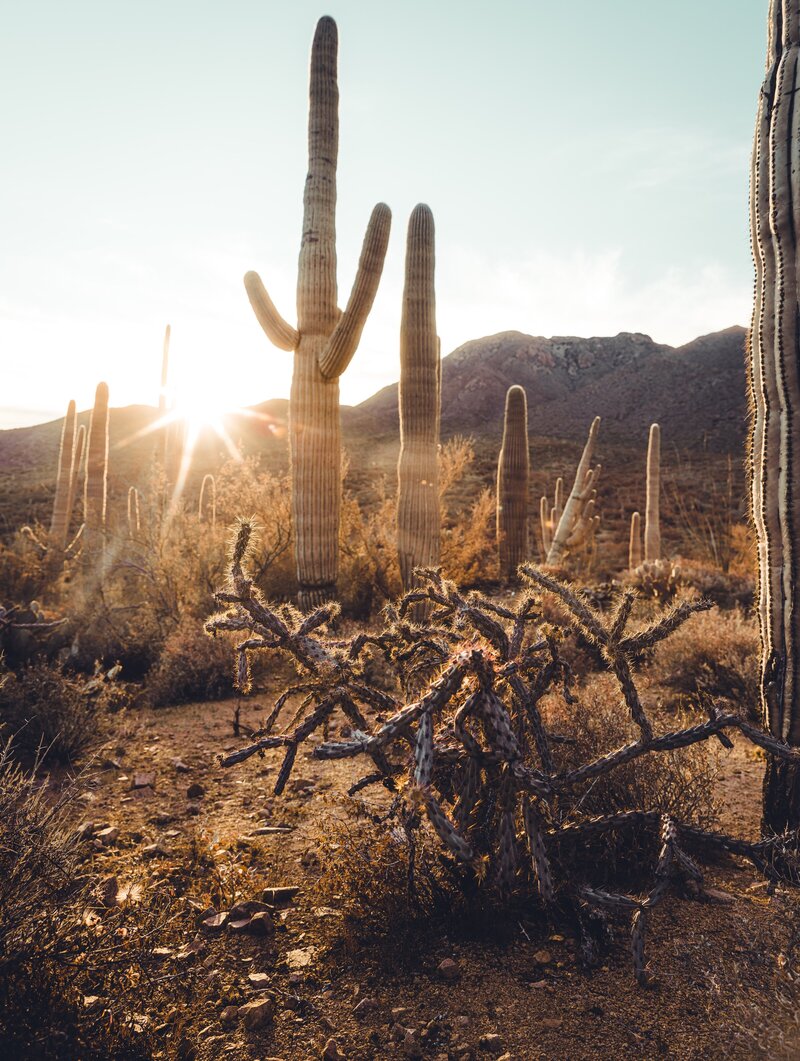 Image of Arizona Cacti by Dylan Sauerwein