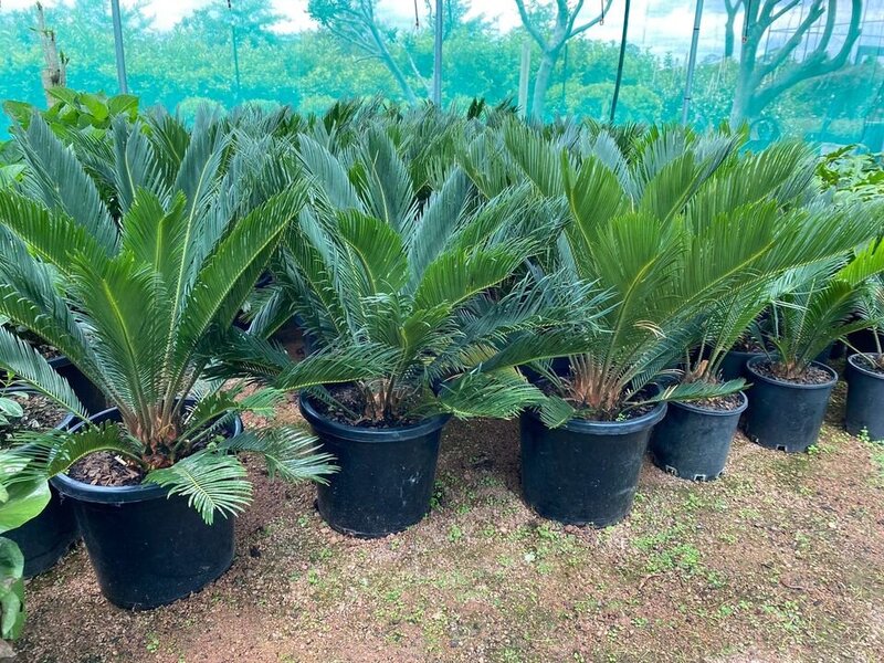 CYCAS REVOLUTA Mature sago cycad palm - exotic plants and trees sydney - go green nurseries