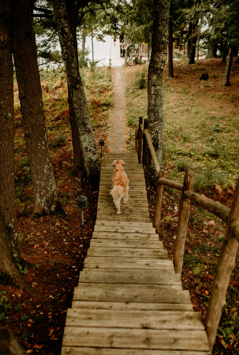 A golden retriever runs down a flight of stairs in the forest towards the lake during a Minnesota lakeside wedding ceremony.