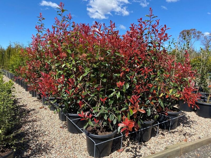 Photinia Red Robins - Photinia x Fraseri - Mature Hedges & Screens Sydney