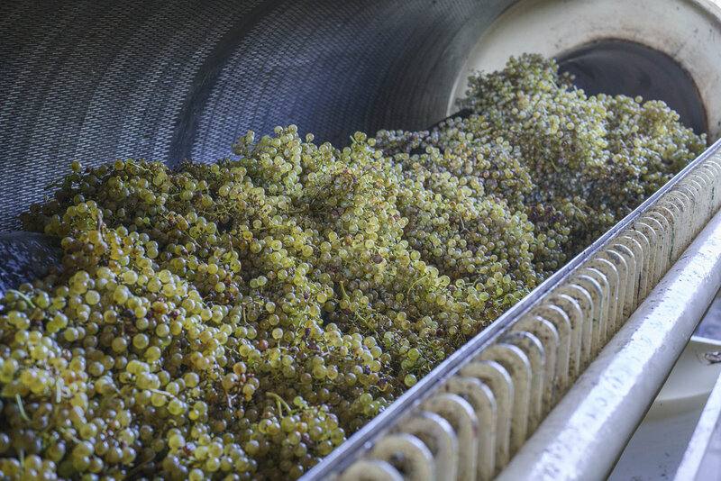 lots of grapes ready for processing