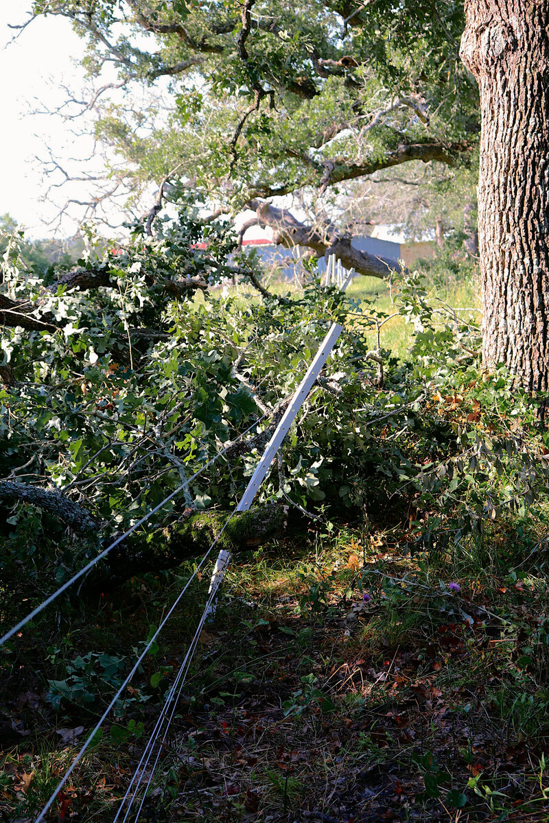 Timeless Pole w Tree