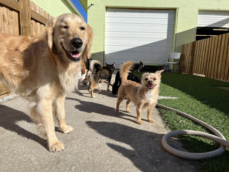 J. Tails Doggy Daycare in St. Pete, Florida Dog of the Month St. Pete