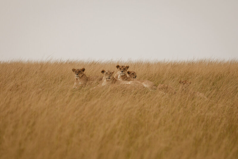 safariedited-063