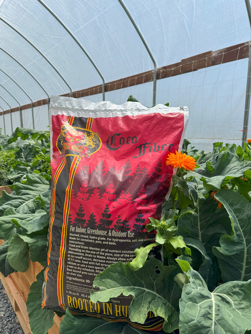 Coco Fiber among lush brassicas