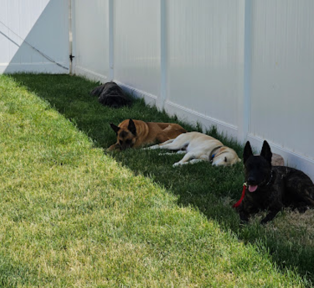 eric-young-k9-behavior-solutions-dogs-playing-and-resting-together