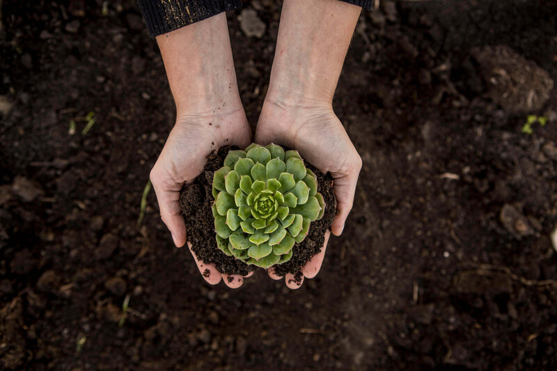 hands holding succulent in soil