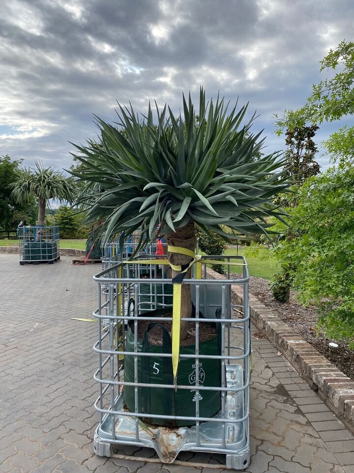 Dragon Tree Multi-Headed - Dracaena Draco Dragon Tree - Exotic plants and trees sydney - Go Green Nurseries