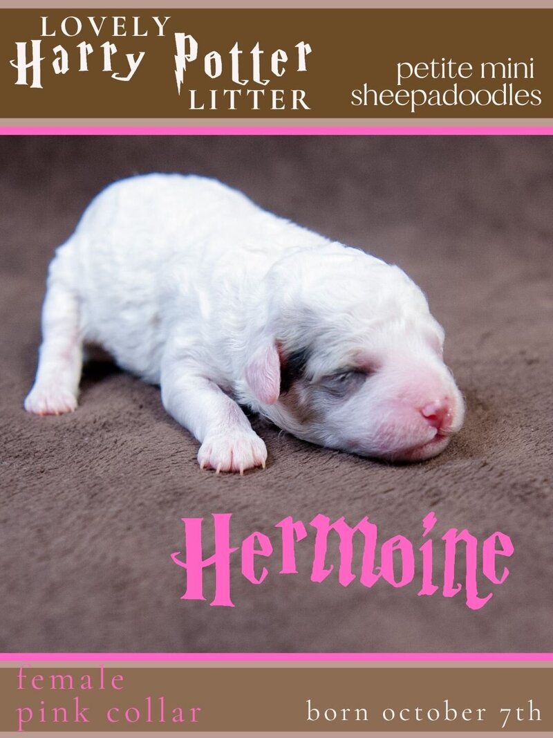 HP - Pink Hermoine Female