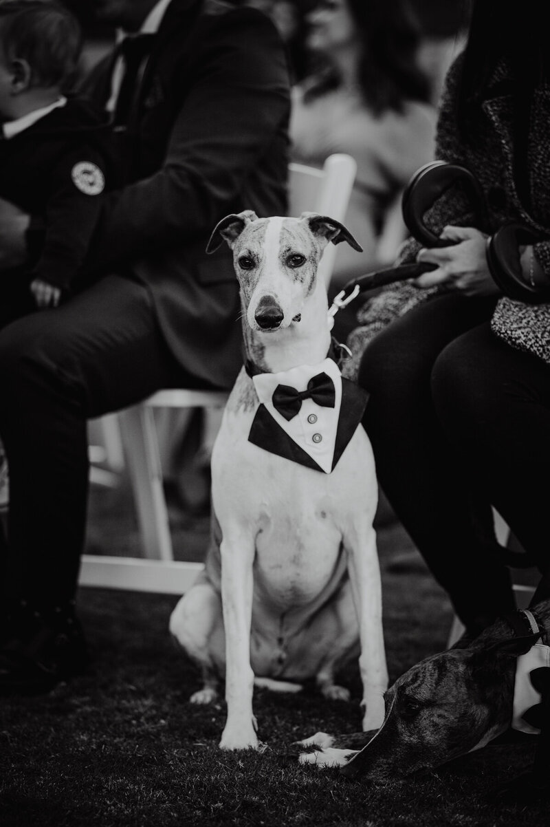 Greyhound attending his owners wedding in a tux collar
