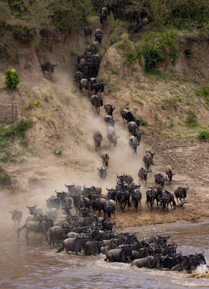 TAASA Serengeti Safari Tanzania