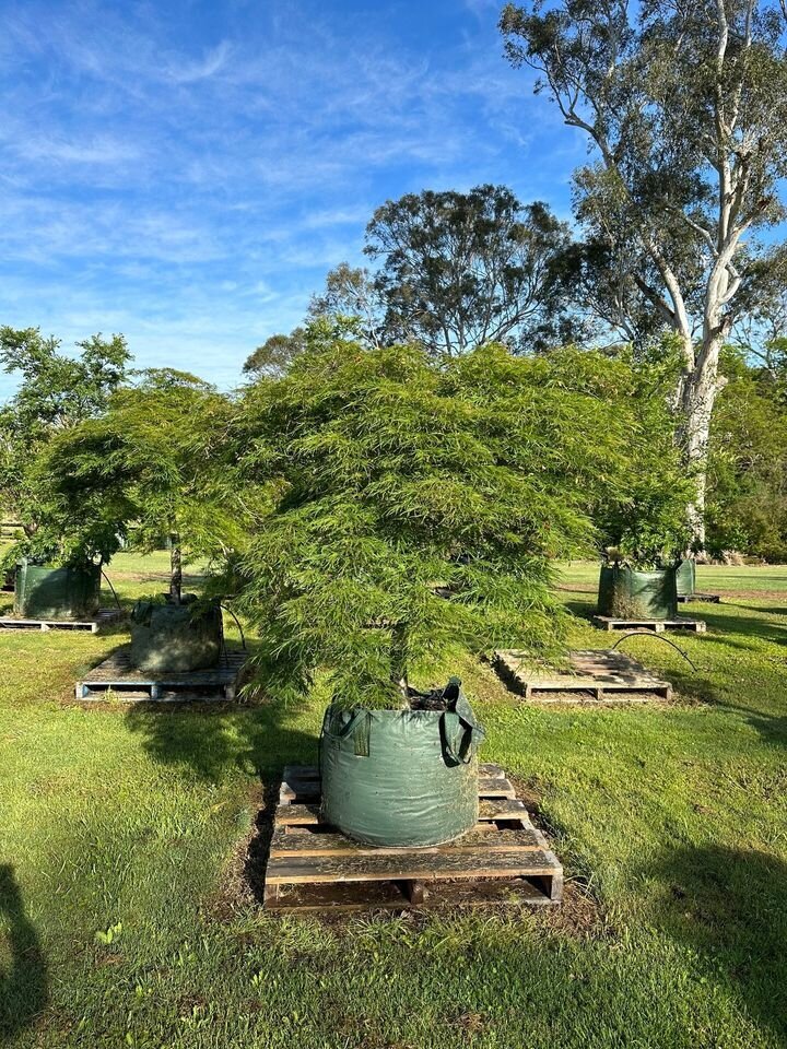 ACER PALMATUM DISSECTUM - RED WEEPING MAPLES MATURE TREE SYDNEY