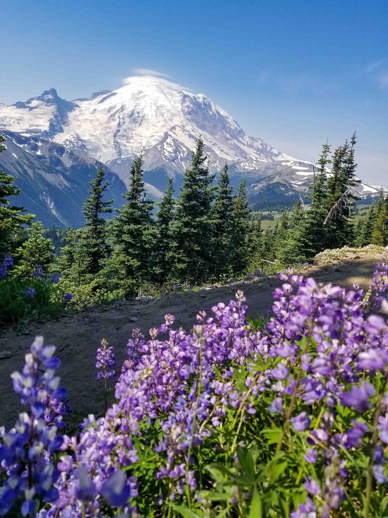 Snow-capped Mount Rainier rising above a forested valley, with purple wildflowers in the foreground under a clear blue sky ©Stephanie Dosch | theViatrix Personalized National Parks Travel Planning