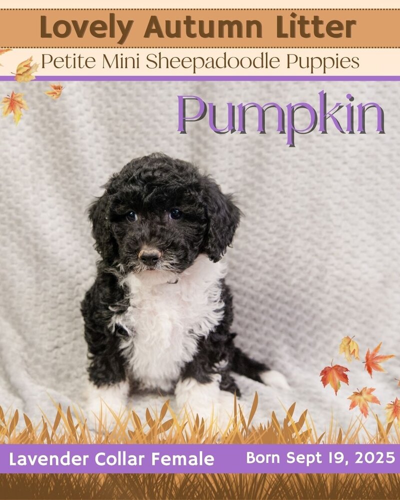 Autumn - Lavender Pumpkin Female
