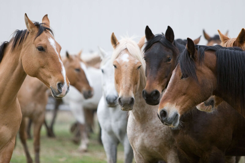 wenatchee-horse-photographer-yellowstone-horse-photos (117)