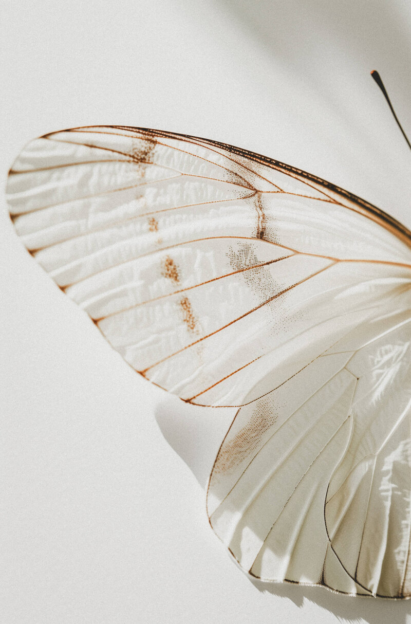 Close-up of a translucent white butterfly wing with brown veins and markings, set against a plain light background—an inspiring image for Sweet Pea Ink Creative’s brand design and web design projects.