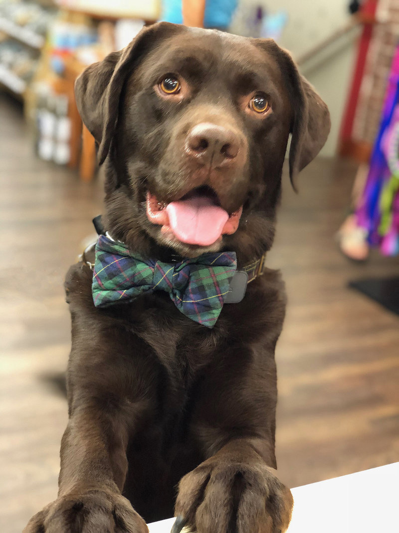 A chocolate Labrador retriever sits indoors wearing a green, blue, and red plaid bow tie. The dog's mouth is open with its tongue slightly out, and it has a happy expression. The background is indoors with hardwood flooring and blurred objects.