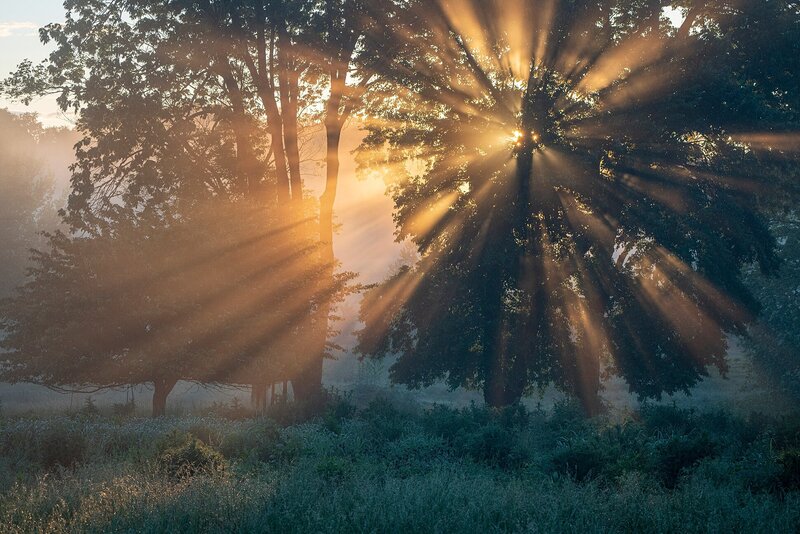 sunlight shining through the trees canopy