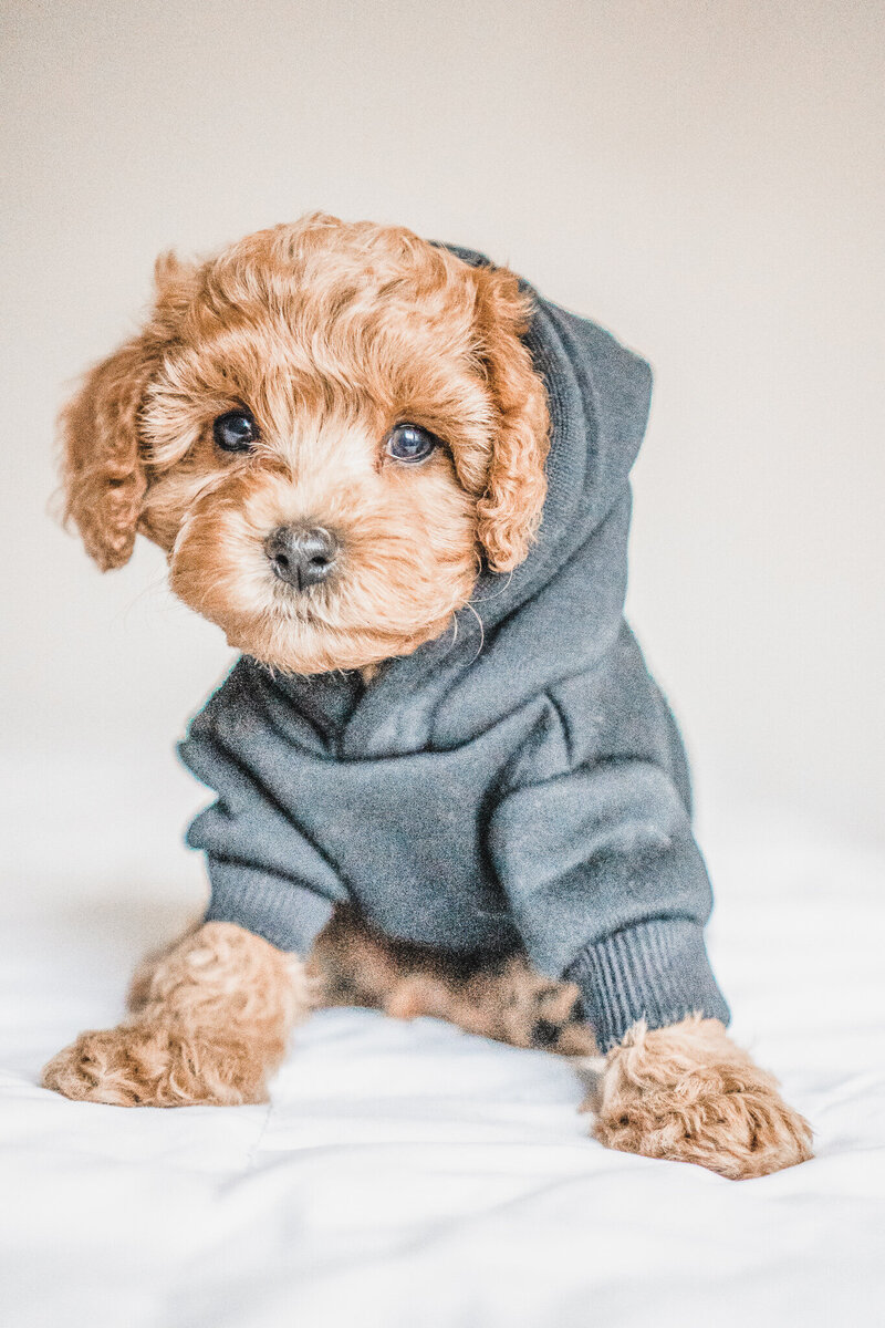 Cockapoo Puppy with Black Jacket Sitting