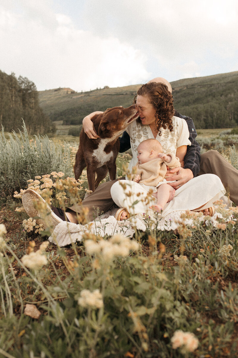 A family with a baby and a dog snuggle up in a wildflower field and the dog licks the mom on the face.