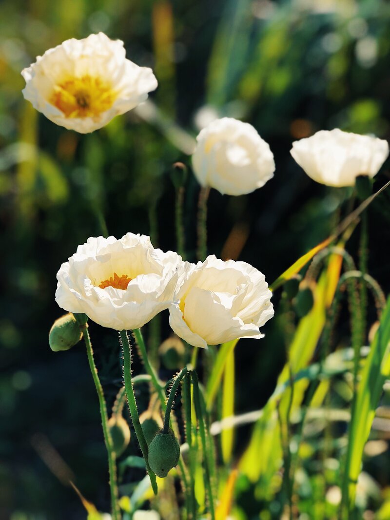 white poppies