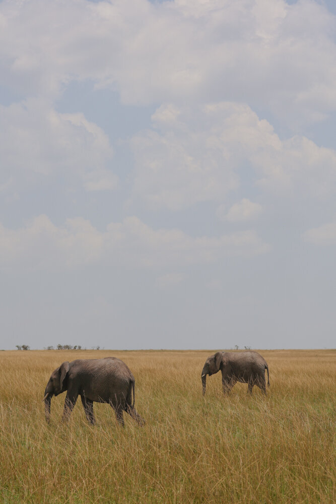 safariedited-204