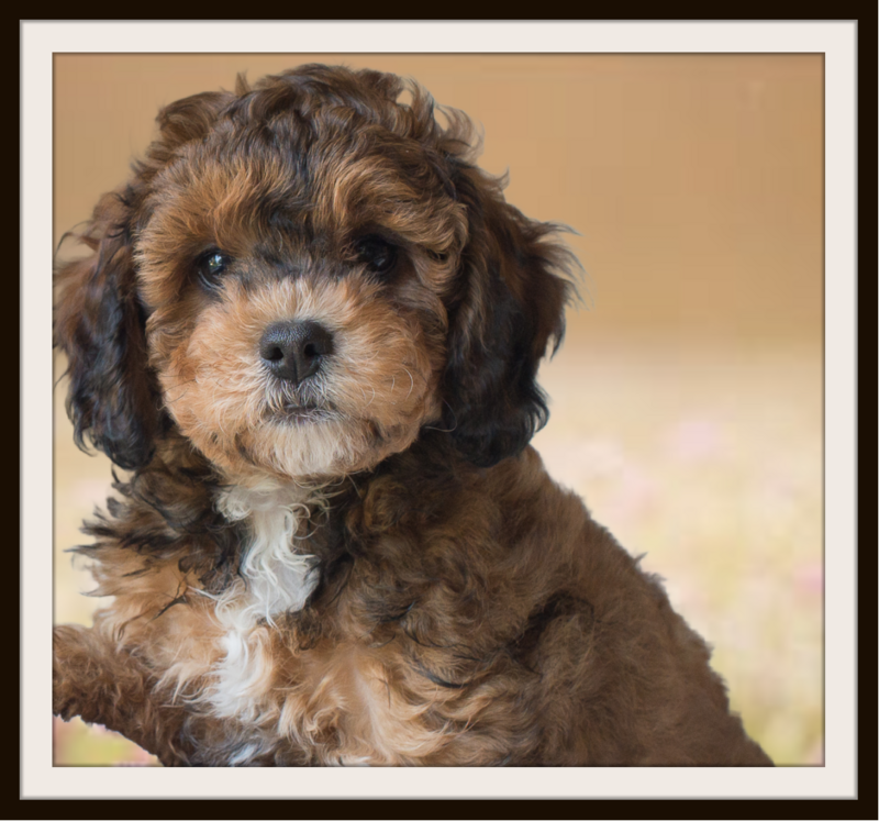 AUSSIEDOODLE