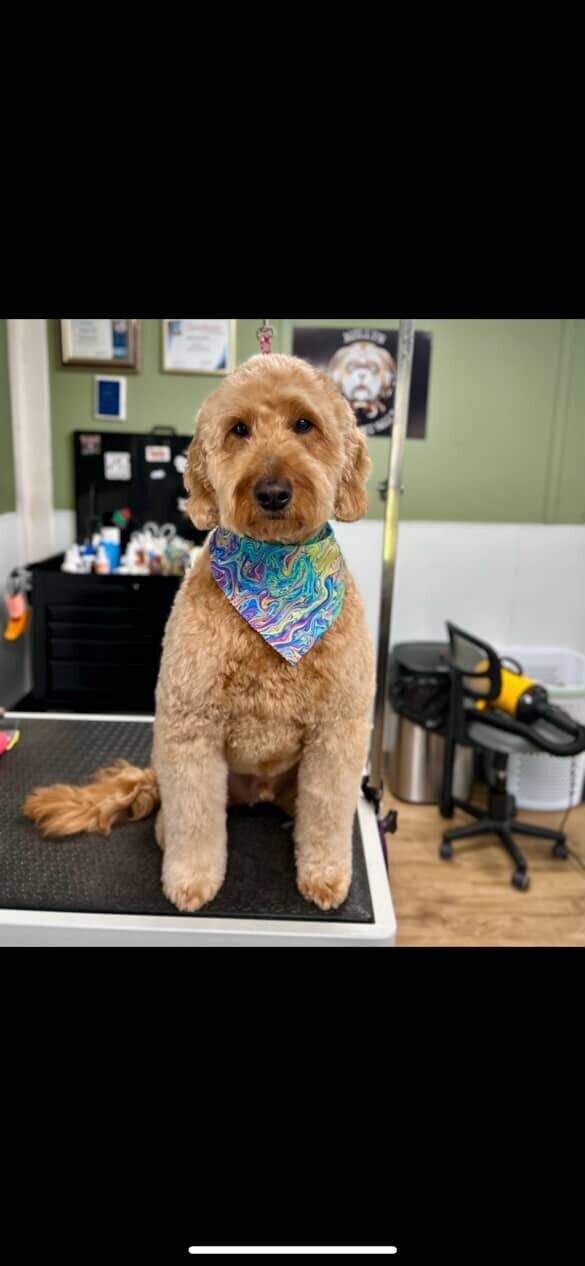 A happy, clean dog after a professional grooming session at Molly's Littlest Pet Salon in Waxahachie, Texas