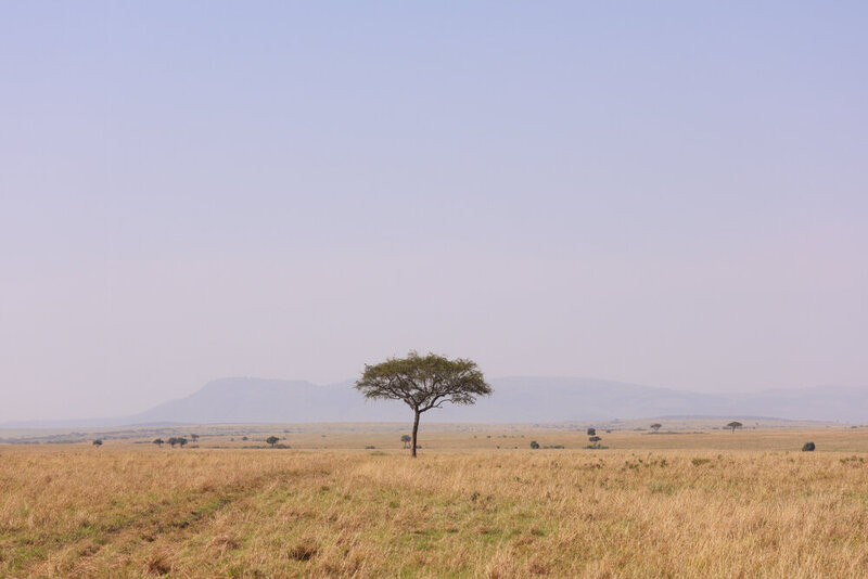 safariedited-303