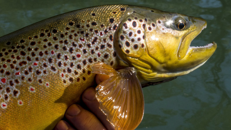 Raven 6 Studios capturing the beautiful colors of Brown trout at the Little Red River in Arkansas