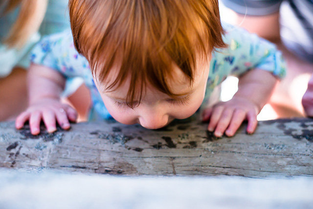 ginger toddler bites driftwood log, Picnic Point Park | Meg Sivakumar Photography