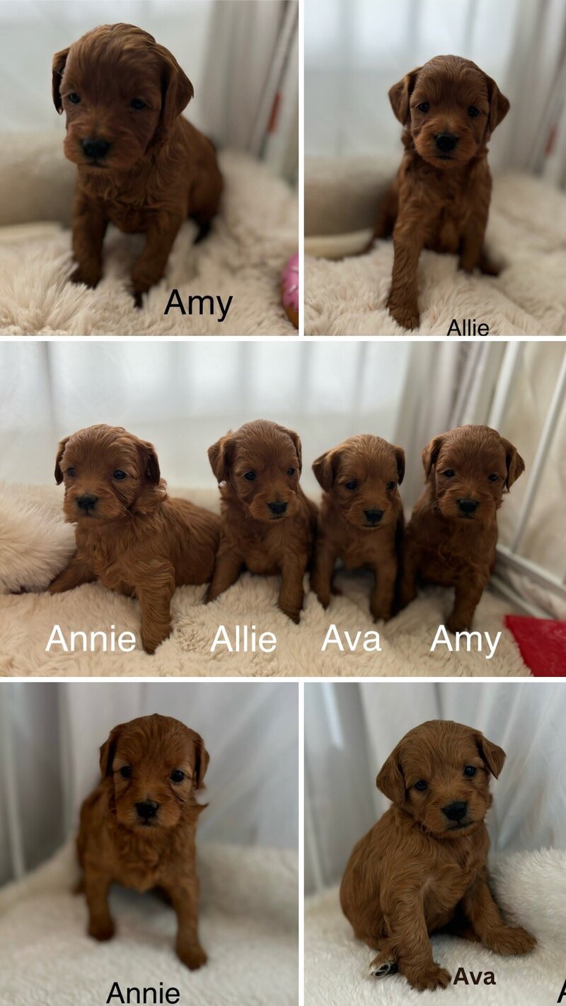 Petit Mini goldendoodle female puppies for sale. Adult sizes will be 12-15# max. all wavy coated. 4 weeks old.