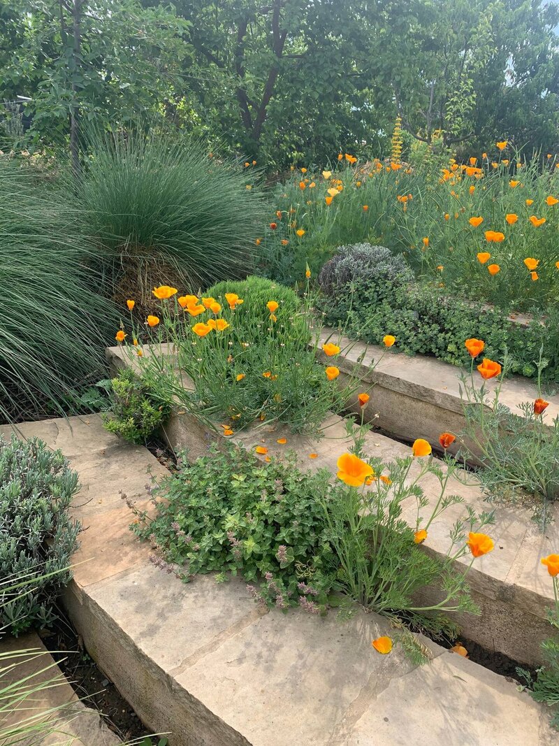 Yolo Garden10