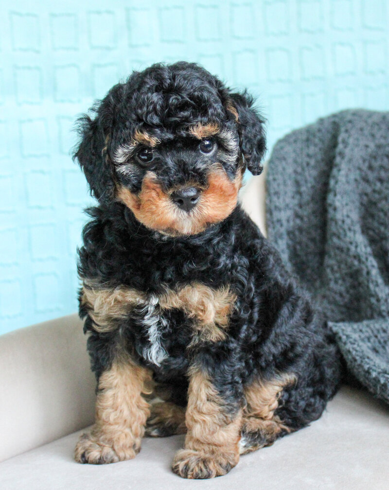 Maltipoo Puppy Available
