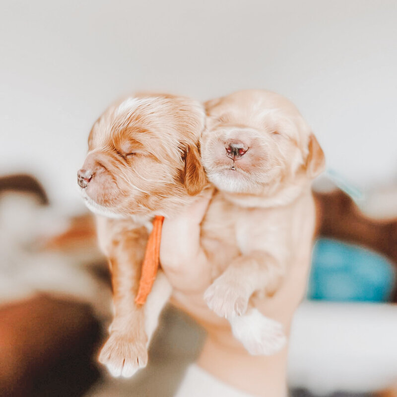 2 Newborn Puppies in a hand