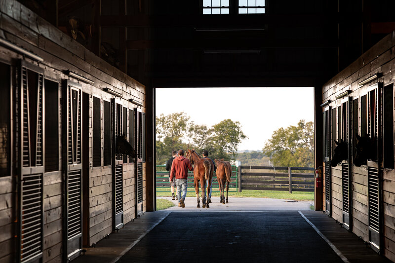 Thoroughbred weanlings being led out of a barn.