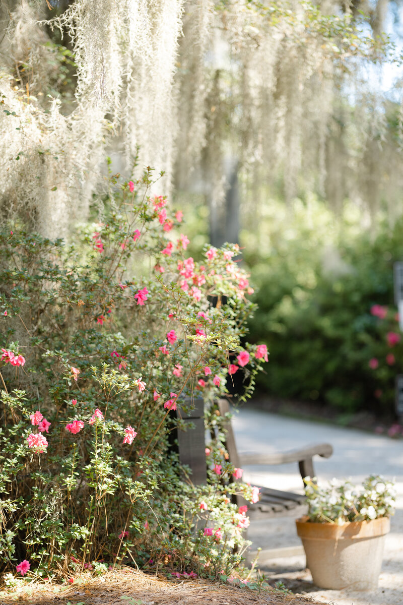 photo of flowers and Spanish Moss with the light beaming through