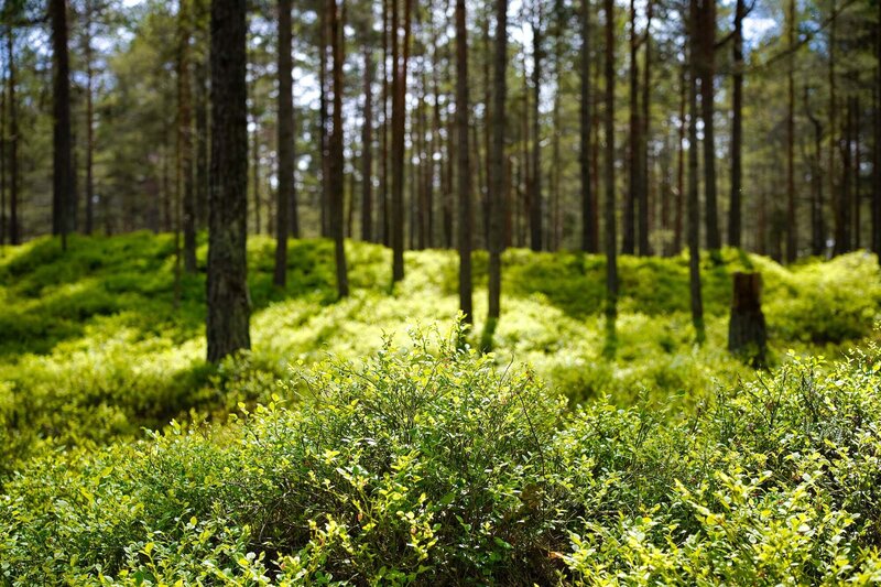 Forêt ensoleillée