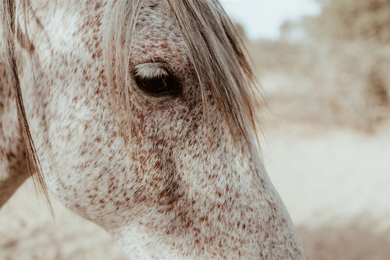beautiful-white-horse