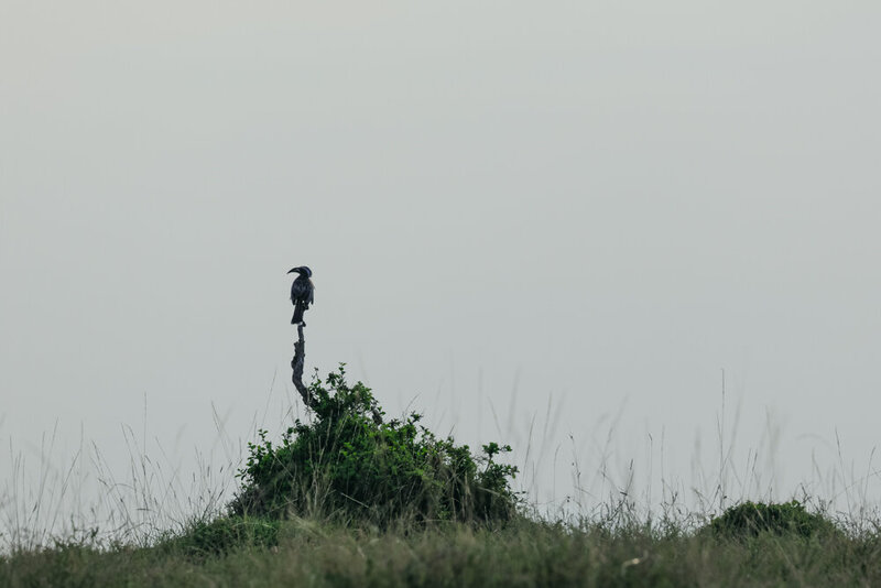 safariedited-494