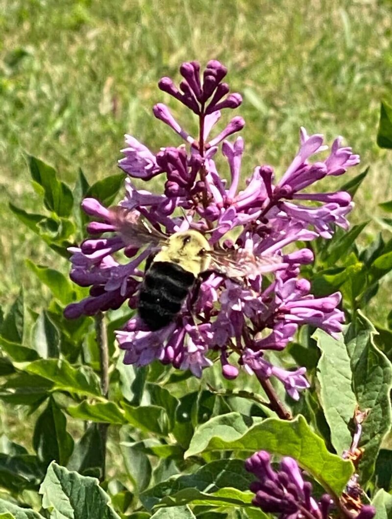 Bee on pink heirloom lilac