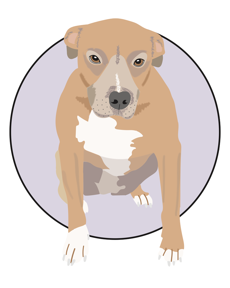 Illustration of Pitbull